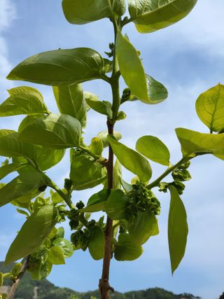 손수열님의 농사, 무엇이든 물어보세요! · 참여글 작성글 사진