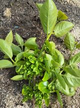 팜모닝 농사, 무엇이든 물어보세요!·참여글 게시글 이미지