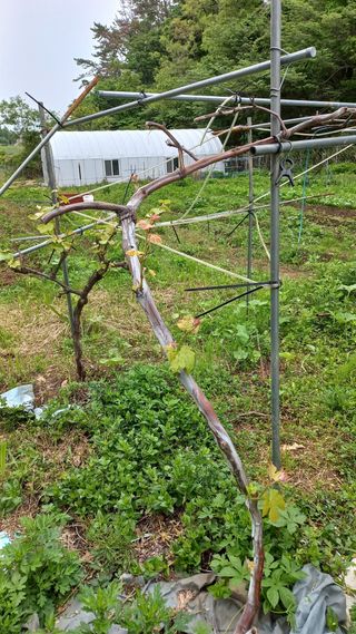 초보 구찌뽕님의 자유주제 · 자유게시판 작성글 사진