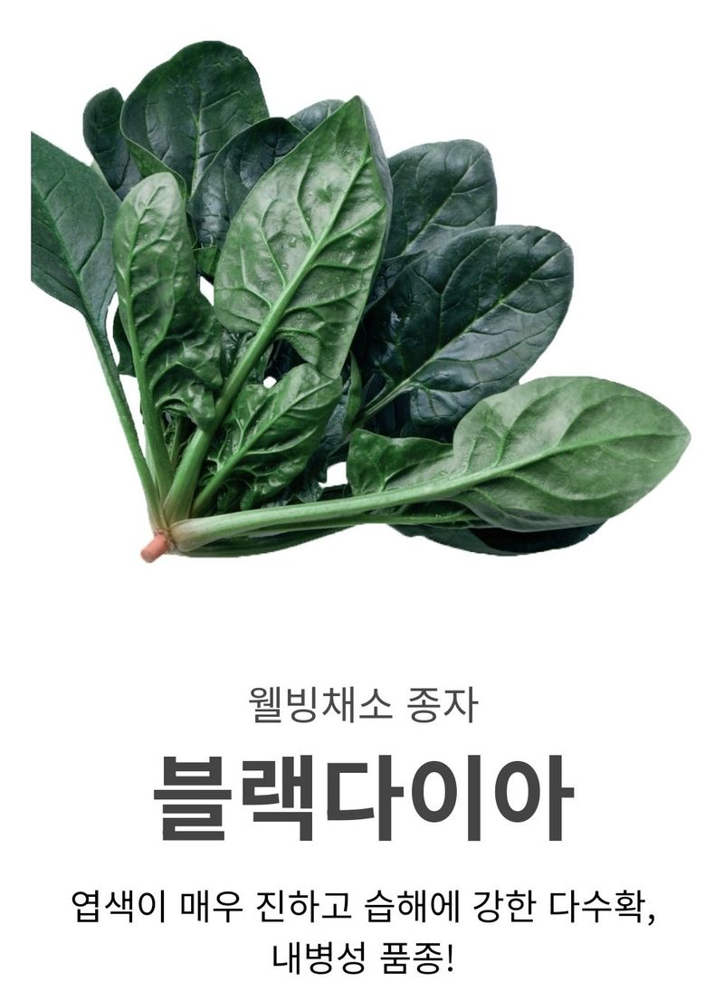 대산농사대장님의 장터 판매 상품 [블랙다이아 500g 시금치 다수확 노균병 저항성 우수] 첨부 사진