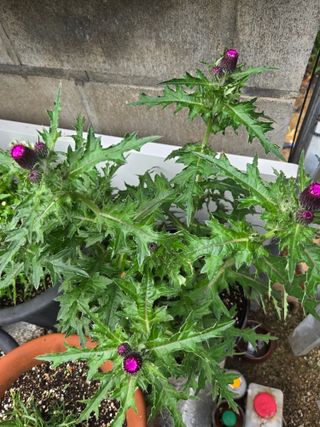 자연인님의 자유주제 · 자유게시판 작성글 사진