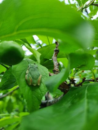 헤라여신^^♡님의 농사, 무엇이든 물어보세요! · 참여글 작성글 사진
