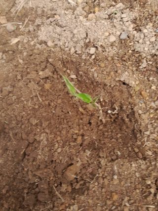 김민수산에서농사중님의 자유주제 · 자유게시판 작성글 사진