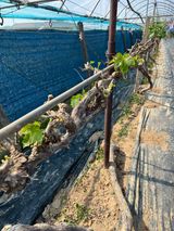 팜모닝 농사, 무엇이든 물어보세요!·참여글 게시글 이미지