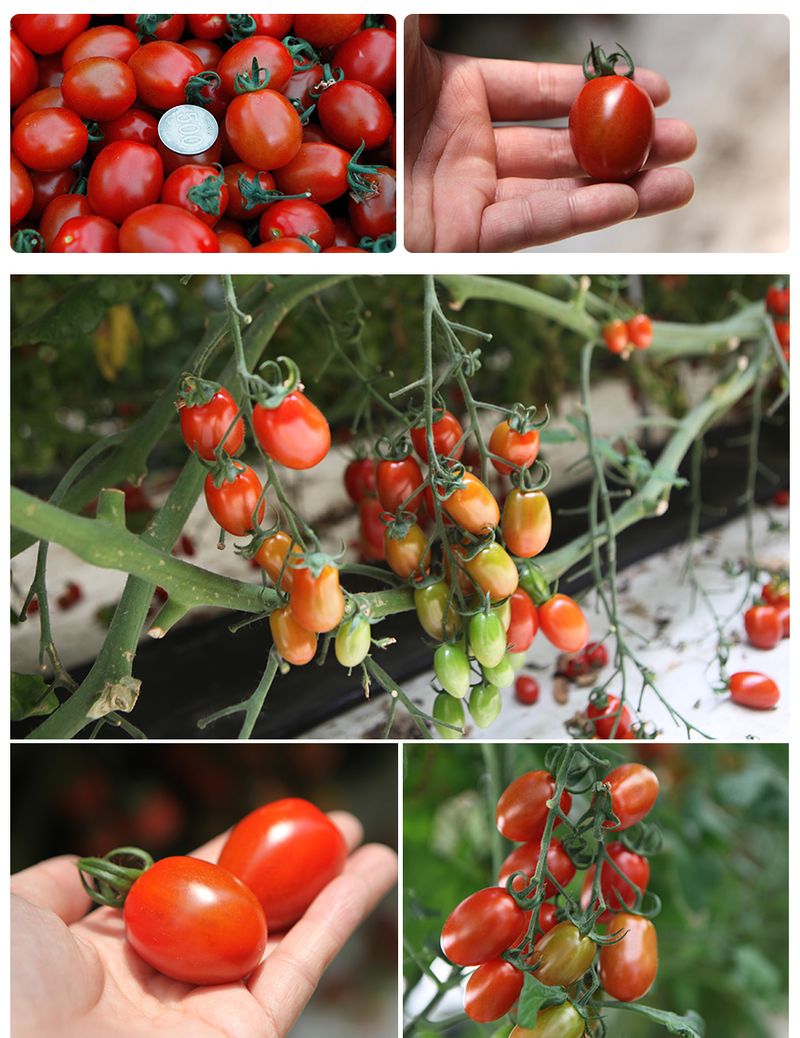 팜모닝 상점님의 장터 판매 상품 [🍅국내산 무농약 대추방울토마토 특 1.5kg(750g * 2개)🍅] 첨부 사진