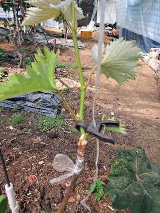 포도님의 포도 · 자유게시판 작성글 사진