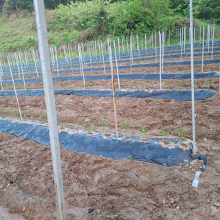 오영도님의 자유주제 · 자유게시판 작성글 사진