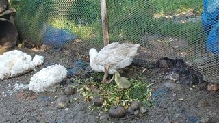 산골촌부님의 자유주제 · 자유게시판 작성글 사진