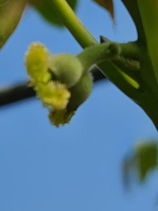 은혜농원(사과농사)님의 자유주제 · 자유게시판 작성글 사진