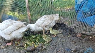 산골촌부님의 자유주제 · 자유게시판 작성글 사진