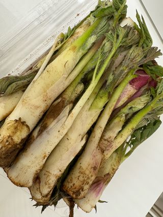 새싹농원님의 자유주제 · 자유게시판 작성글 사진