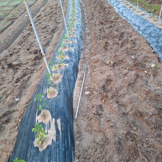 오영도님의 자유주제 · 자유게시판 작성글 사진