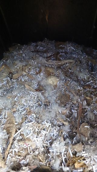 산골촌부님의 자유주제 · 자유게시판 작성글 사진