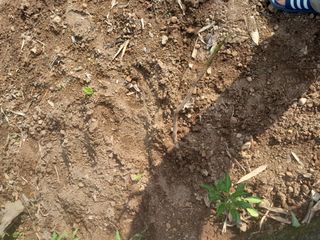 김민수산에서농사중님의 자유주제 · 자유게시판 작성글 사진