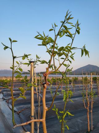 이동엽(양지팜)님의 자유주제 · 자유게시판 작성글 사진