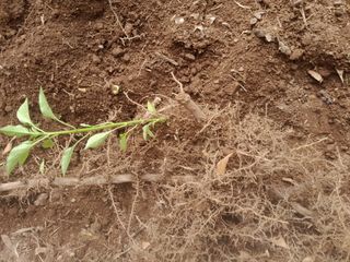 김민수산에서농사중님의 자유주제 · 자유게시판 작성글 사진