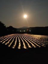 팜모닝 자유주제·사진전 게시글 이미지