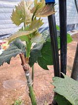 팜모닝 포도·자유게시판 게시글 이미지