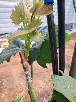 포도님의 포도 · 자유게시판 작성글 사진