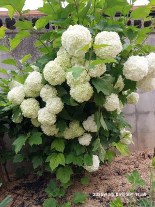 성주 농업인님의 자유주제 · 칭찬해요 작성글 사진