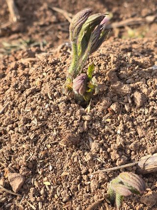새싹농원님의 자유주제 · 자유게시판 작성글 사진