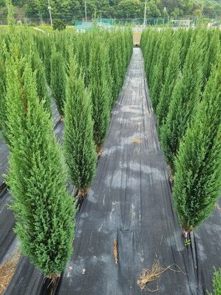 연산나무농장님의 자유주제 · 자유게시판 작성글 사진