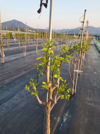 이동엽(양지팜)님의 자유주제 · 자유게시판 작성글 사진