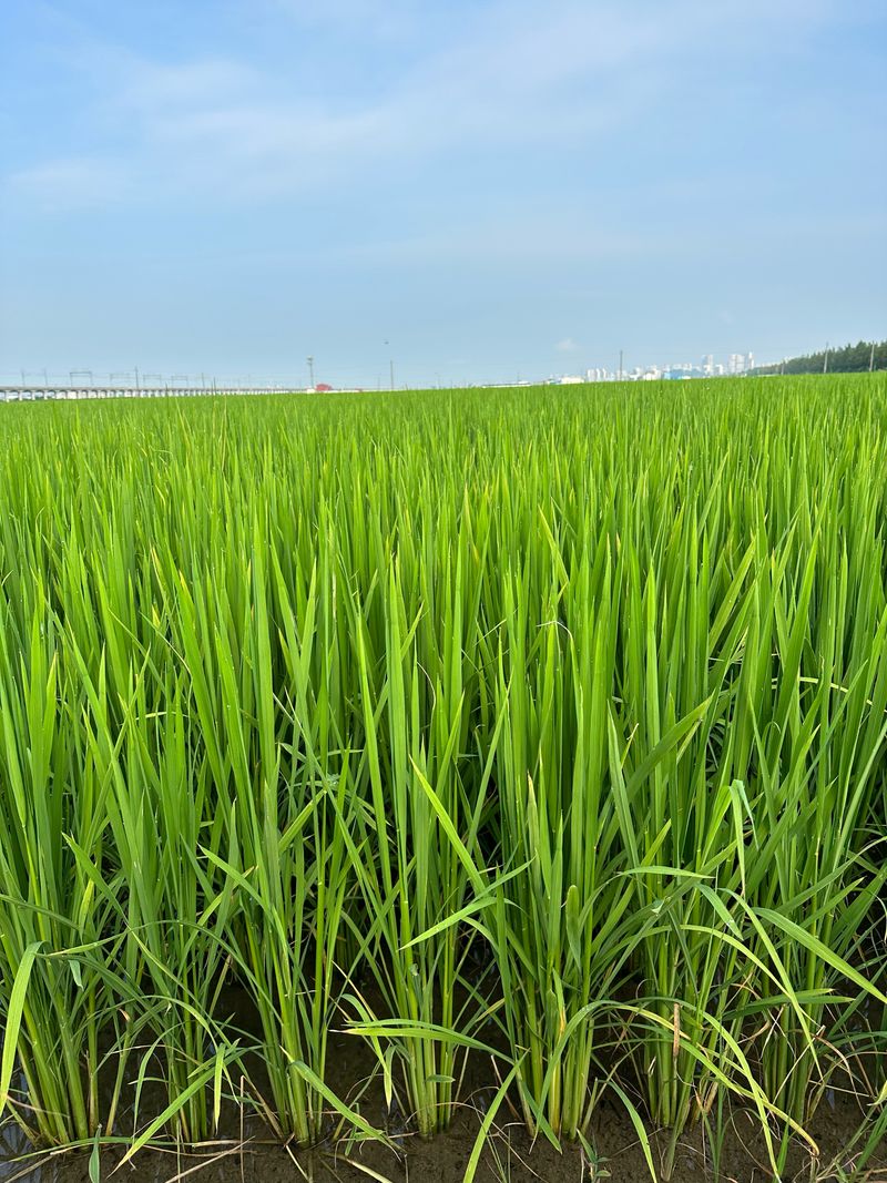 이설희순님의 장터 판매 상품 [2025년신동진쌀10kg] 첨부 사진