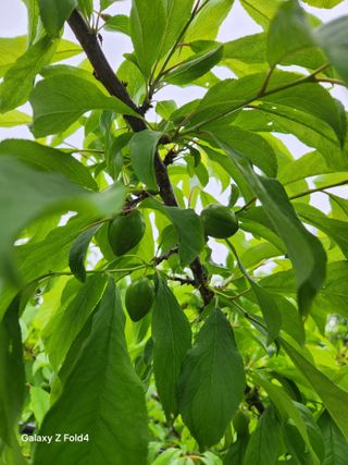 헤라여신^^♡님의 농사, 무엇이든 물어보세요! · 참여글 작성글 사진
