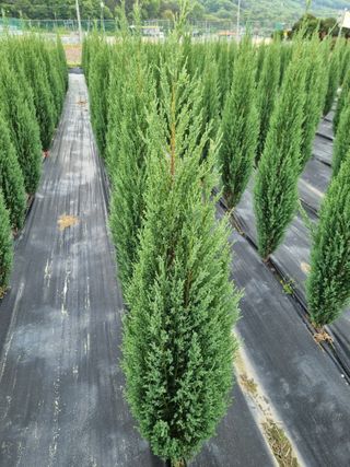 연산나무농장님의 자유주제 · 자유게시판 작성글 사진