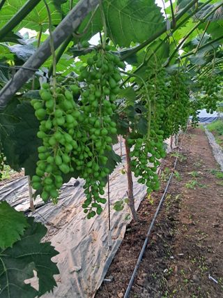 포도님의 자유주제 · 자유게시판 작성글 사진