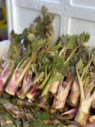 새싹농원님의 자유주제 · 자유게시판 작성글 사진