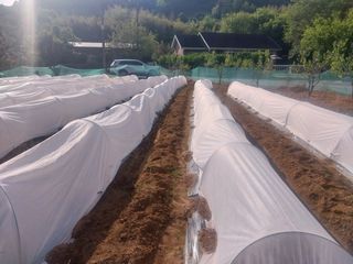 영수농원님의 자유주제 · 자유게시판 작성글 사진