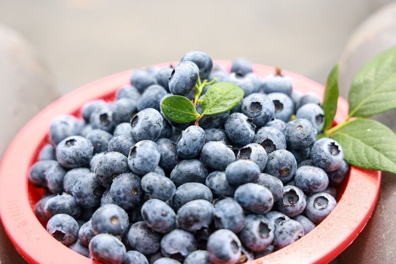 마음길베리님의 장터 판매 상품 [블루베리 2kg] 첨부 사진