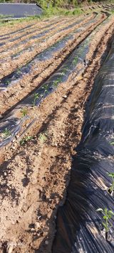 팜모닝 자유주제·자유게시판 게시글 이미지