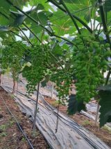 팜모닝 자유주제·자유게시판 게시글 이미지