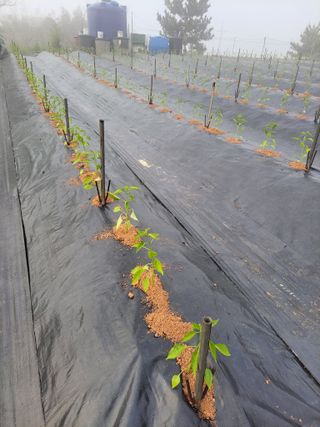 김종옥님의 자유주제 · 자유게시판 작성글 사진