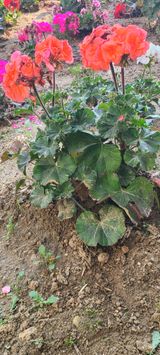 팜모닝 농사, 무엇이든 물어보세요!·참여글 게시글 이미지