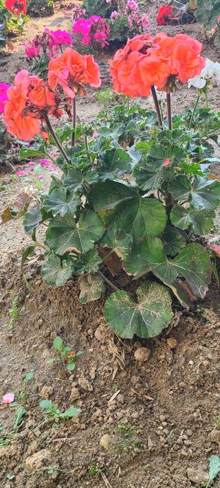 AlexLee님의 농사, 무엇이든 물어보세요! · 참여글 작성글 사진