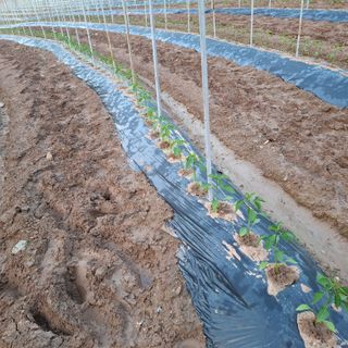 오영도님의 자유주제 · 자유게시판 작성글 사진