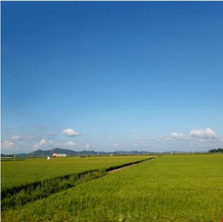 대산농사대장님의 벼 · 자유게시판 작성글 사진