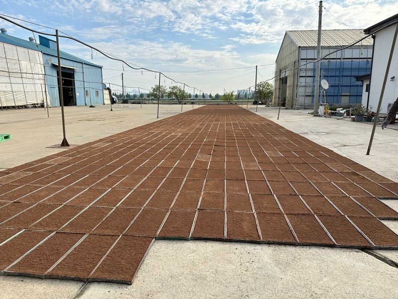 이설희순님의 장터 판매 상품 [2025년신동진쌀10kg] 첨부 사진