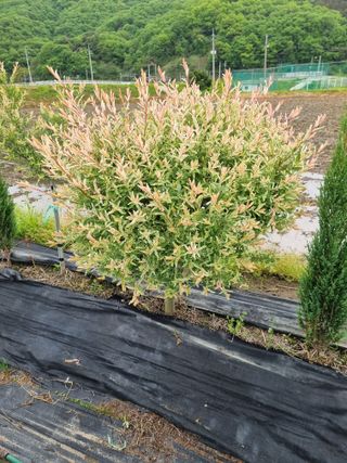 연산나무농장님의 자유주제 · 자유게시판 작성글 사진