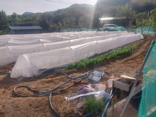 영수농원님의 자유주제 · 자유게시판 작성글 사진