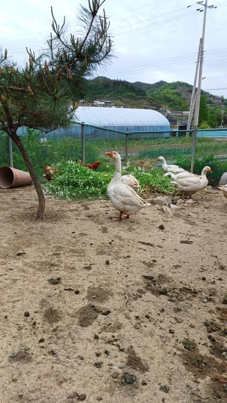 산골촌부님의 자유주제 · 자유게시판 작성글 사진