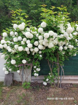 성주 농업인님의 자유주제 · 칭찬해요 작성글 사진