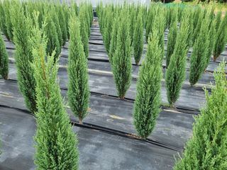 연산나무농장님의 자유주제 · 자유게시판 작성글 사진