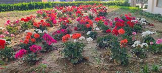 AlexLee님의 농사, 무엇이든 물어보세요! · 참여글 작성글 사진