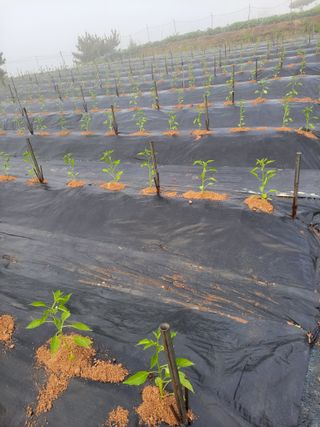 김종옥님의 자유주제 · 자유게시판 작성글 사진