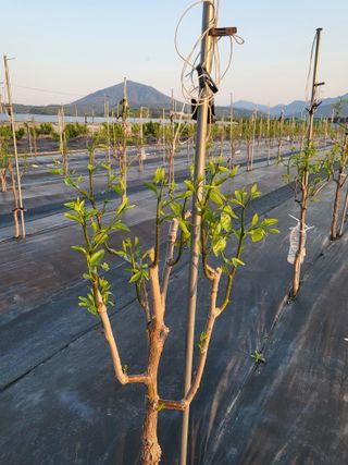 이동엽(양지팜)님의 자유주제 · 자유게시판 작성글 사진